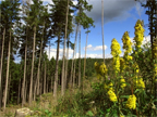Der Th&uuml;ringer Wald