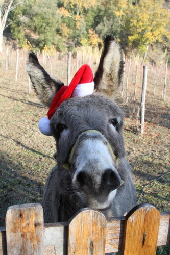 Foto von Bauernhof/Florenz und Umgebung