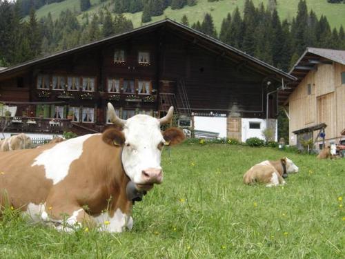 Foto von Bio-Bauernhof/Berner Oberland