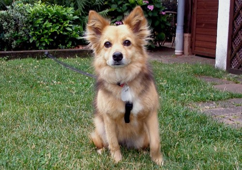 Foto von Ferienwohnung/Deutsche Weinstrasse