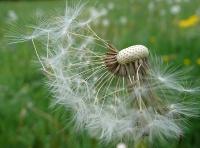 Allergie